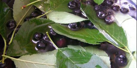 Džem od aronije sa listom trešnje